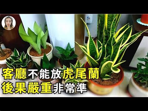 虎尾蘭風水玄關|【擺放虎尾蘭風水】虎尾蘭擺放風水招財避厄，居家必備植物